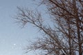 Falling snow against a background of blue sky and branches of dry tree Royalty Free Stock Photo