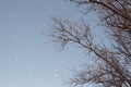 Falling snow against a background of blue sky and branches of dry tree Royalty Free Stock Photo