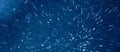 Falling snow - blue abstract background Royalty Free Stock Photo