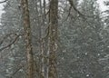 Falling snow with cottonwood trees at the edge of a forest Royalty Free Stock Photo