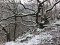 Falling snow covering twisted trees and branches in a hillside forest with rocky ground