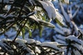 Falling snow from fir tree branches in sunlight winter nature Royalty Free Stock Photo