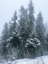 Falling snow between pine trees during heavy snowfall in winter dense forest on cold evening. Vertical photo Evergreen