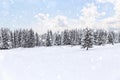 Falling snow spruce winter forest