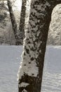 Falling snow and tree. Royalty Free Stock Photo