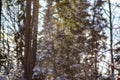 Falling snowflakes on the background of the winter forest Royalty Free Stock Photo