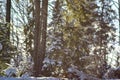 Falling snowflakes on the background of the winter forest Royalty Free Stock Photo