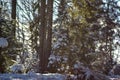 Falling snowflakes on the background of the winter forest Royalty Free Stock Photo