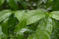 Falling Summer Monsoon Rain on Green Tree Plant leaf. Raindrop on leaves picture. Beautiful rainy season. Nature background. Close