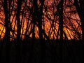 Burning sunset and black forest Royalty Free Stock Photo