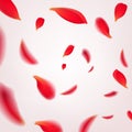 Falling swirl of red rose petals isolated on white background. Vector illustration with beauty roses petals frame Royalty Free Stock Photo