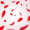 Falling swirl of red rose petals isolated on white background. Vector illustration with beauty roses petals frame