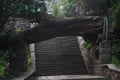 Falling tree above staircase in park of Taishan