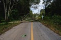 Falling tree block the road after rain storm Royalty Free Stock Photo