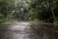 Falling tree debris block road in forest after rain storm