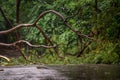 Falling tree debris block road in forest after rain storm