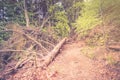 Falling tree on path in Slavkov thick dense forest wood with beech trees Royalty Free Stock Photo