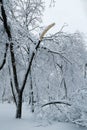Falling tree after sleet load and snow at snow-covered winter park in a city. Weather forecast concept. Snowy winter Royalty Free Stock Photo
