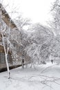 Falling tree after sleet load and snow at snow-covered winter street in a city. Weather forecast concept. Snowy winter Royalty Free Stock Photo