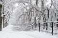 Falling tree after sleet load and snow at snow-covered winter street in a city. Weather forecast concept. Snowy winter Royalty Free Stock Photo