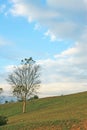 A falling tree standing alone on top of mountain in beautiful landscape nature, under fluffy cloudy blue sky Royalty Free Stock Photo