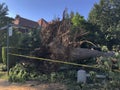 Falling Tree Uprooted From Heavy Rain and Storm