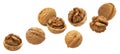 Falling walnuts isolated on white background, collection Royalty Free Stock Photo