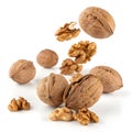 Falling walnuts isolated on white background Royalty Free Stock Photo