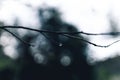 Falling water droplets on the branches after the rain water Royalty Free Stock Photo