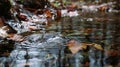 Falling water drops create ripples in a forest stream among leaves Royalty Free Stock Photo