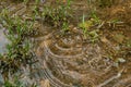 Falling water drops in lawn, Rainy day concepts