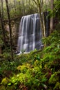 Falling water and lush green forest canopy Royalty Free Stock Photo
