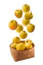 Falling yellow apples Golden Delicious in basket isolated Royalty Free Stock Photo