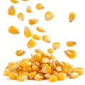 Falling yellow corn kernels Royalty Free Stock Photo