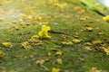 Falling yellow flower on land background