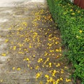 The falling yellow flowers spread on the cement floor. Royalty Free Stock Photo