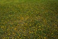 The falling flower petals were scattered around the lawn Royalty Free Stock Photo