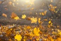 Falling yellow, orange and red autumn leaves