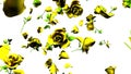 Falling Yellow Roses On White Background
