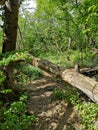 Fallen tree on the riparian forrest road Royalty Free Stock Photo