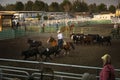 A cowboy on horseback herding cattle in a rodeo at the Churchill County Fairgrounds in the city of Fallon, in the State of Nevada. Royalty Free Stock Photo