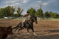 A cowboy on horseback roping a calf in a rodeo at the Churchill County Fairgrounds in the city of Fallon, in the State of Nevada
