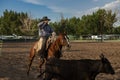 A cowboy on horseback roping a calf in a rodeo at the Churchill County Fairgrounds in the city of Fallon, in the State of Nevada