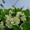 Fallopia baldschuanica