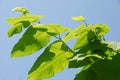 Fallopia sachalinensis Royalty Free Stock Photo