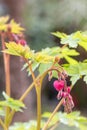 Bleeding heart Lamprocapnos spectabilis, budding plant Royalty Free Stock Photo