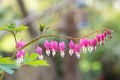 Bleeding heart Lamprocapnos spectabilis, flowering Royalty Free Stock Photo