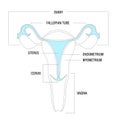 Minimalist Illustration of Parts of Female Reproductive Organ Royalty Free Stock Photo