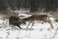 Fallow buck - boar fight