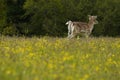 Fallow buck with new antler growth in the spring time buttercups Royalty Free Stock Photo